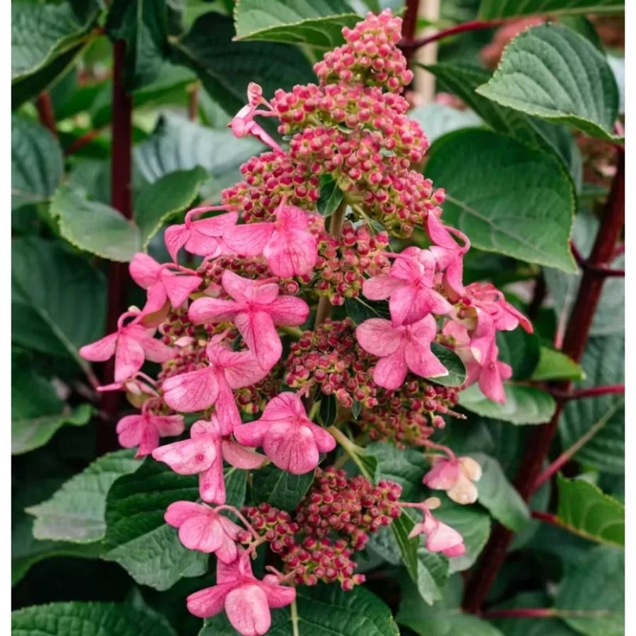 Гортензия метельчатая Инфинити, С3 Гортензия метельчатая Инфинити, С3 - Dolina-Sad.Ru