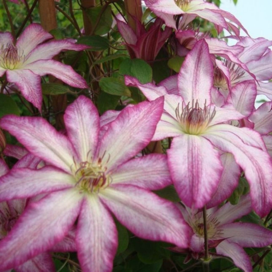 Клематис Тае Клематис Тае - Dolina-Sad.Ru