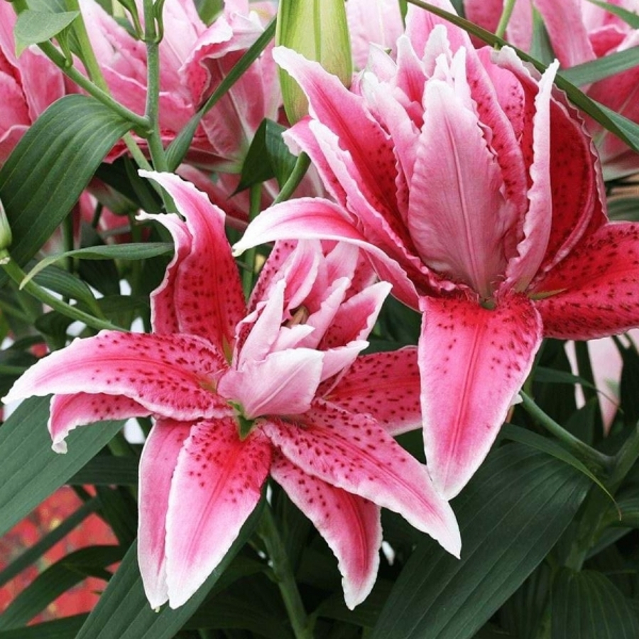 Лилия Роузлили Талисса Лилия Роузлили Талисса - Dolina-Sad.Ru