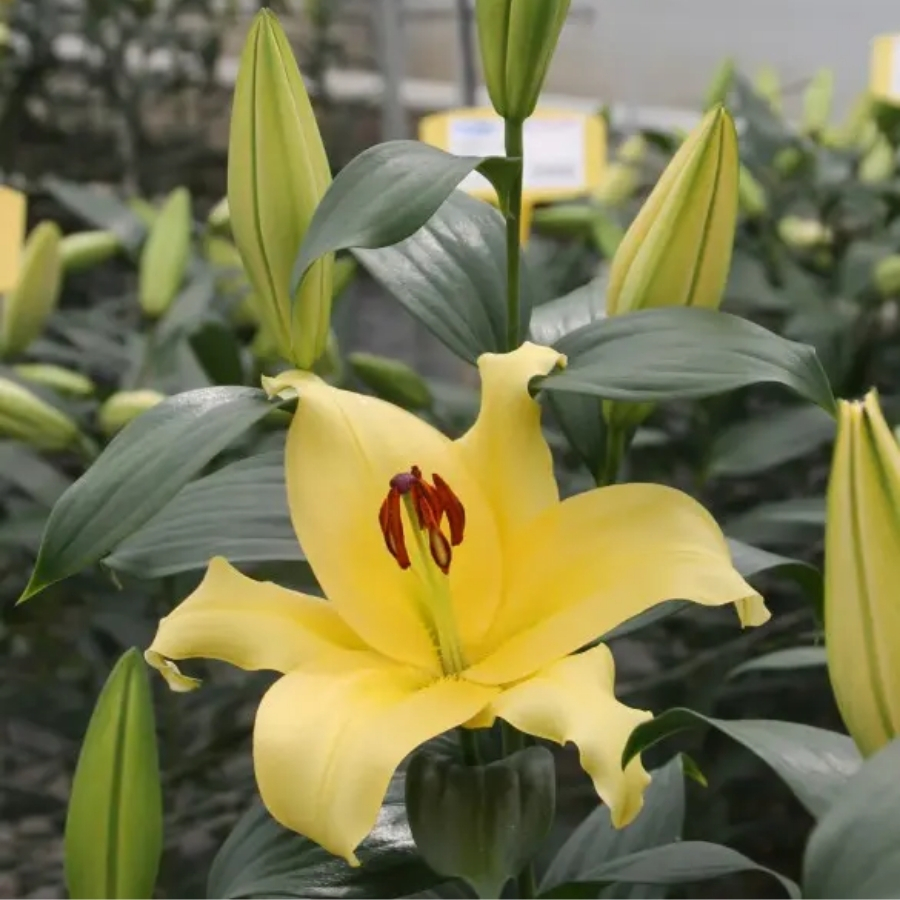 Лилия Элдорет Лилия Элдорет - Dolina-Sad.Ru