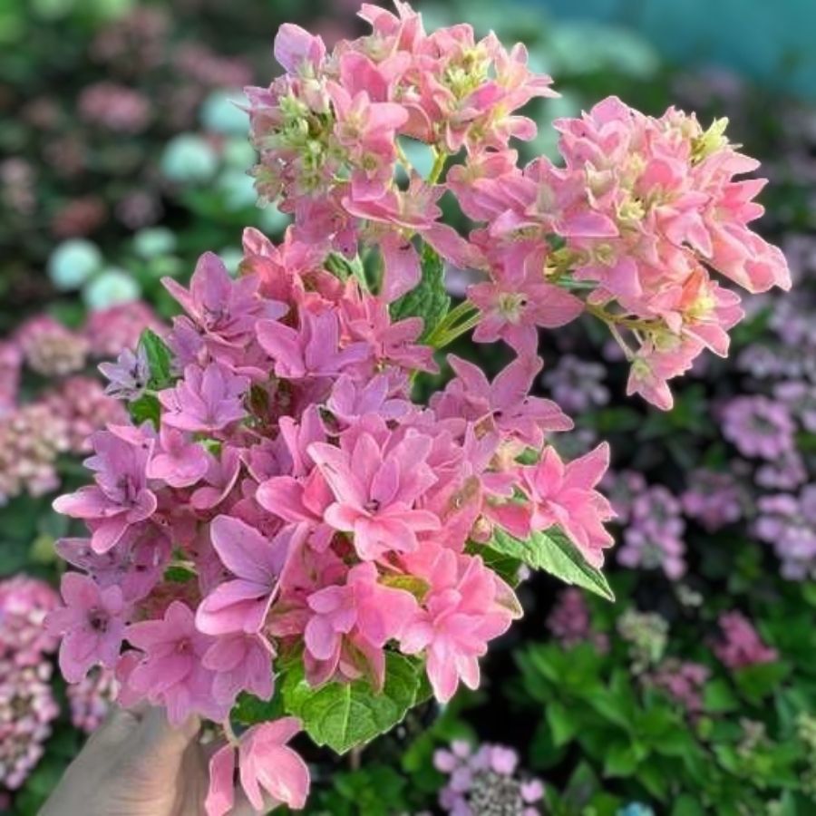 Гортензия крупнолистная Мэджикал Фарфалла, С2 - Dolina-Sad.Ru