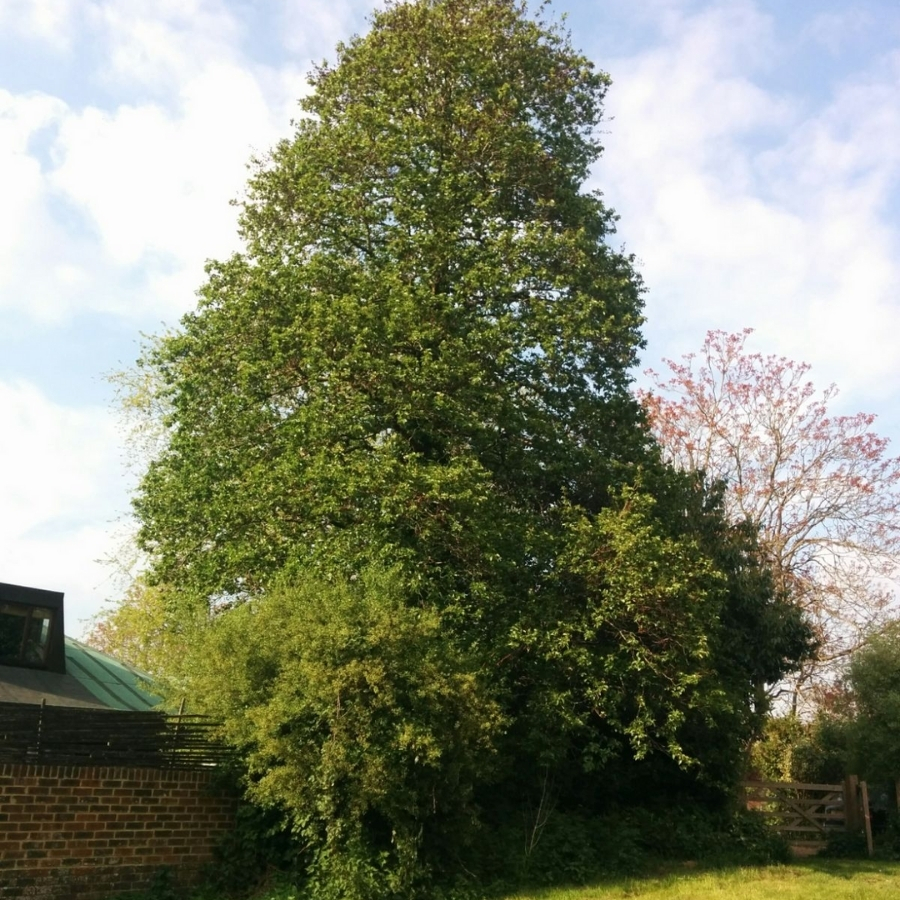 Ольха сердцелистная, С3 - Dolina-Sad.Ru