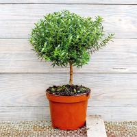 Мирт на штамбе Мирт на штамбе фото