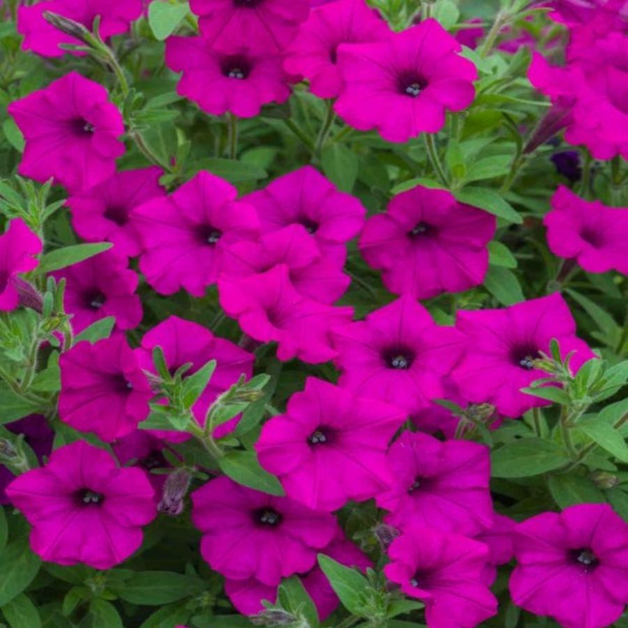 Петуния Баблс Пурпл - Dolina-Sad.Ru