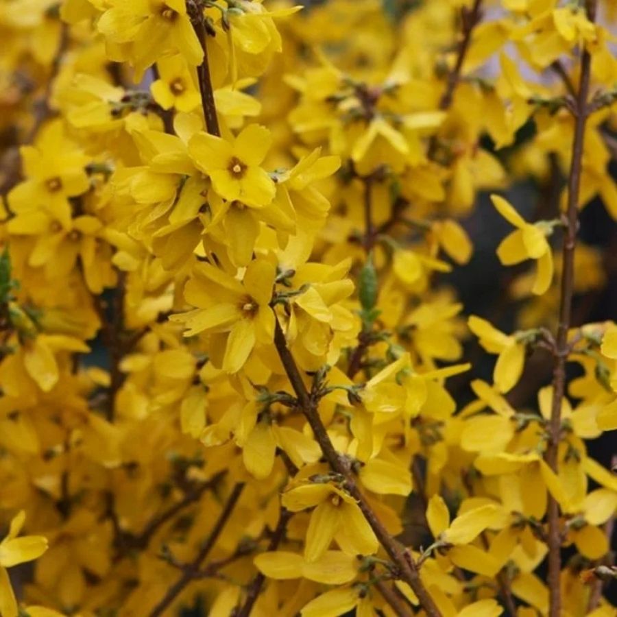 Форзиция промежуточная Гольдцаубер, С3 Форзиция промежуточная Гольдцаубер, С3 - Dolina-Sad.Ru