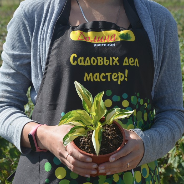 Хоста Колор Фестиваль фото