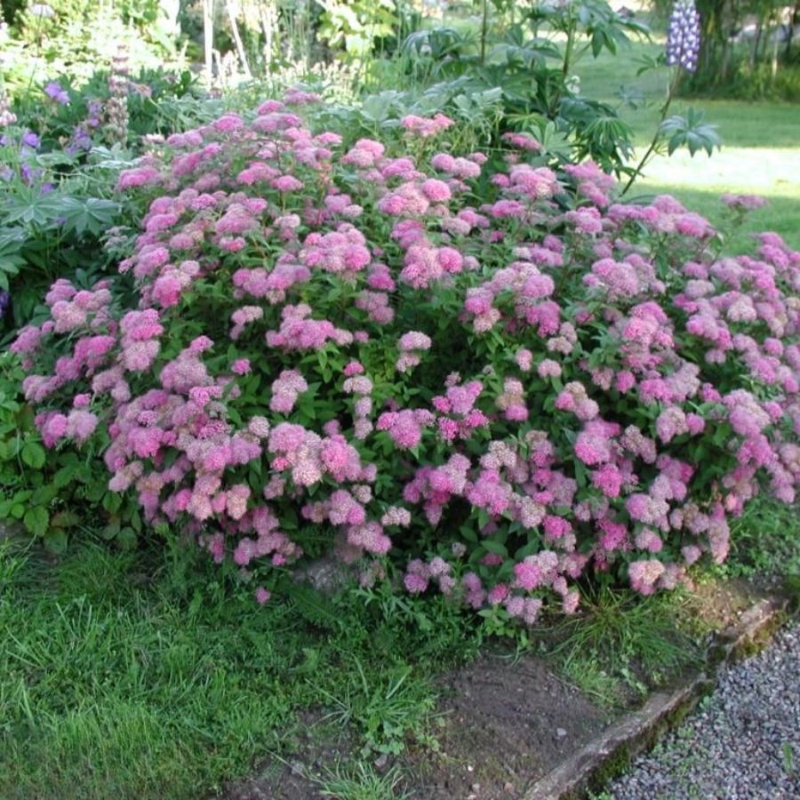 Спирея японская Манон, С7,5 Спирея японская Манон, С7,5 - Dolina-Sad.Ru