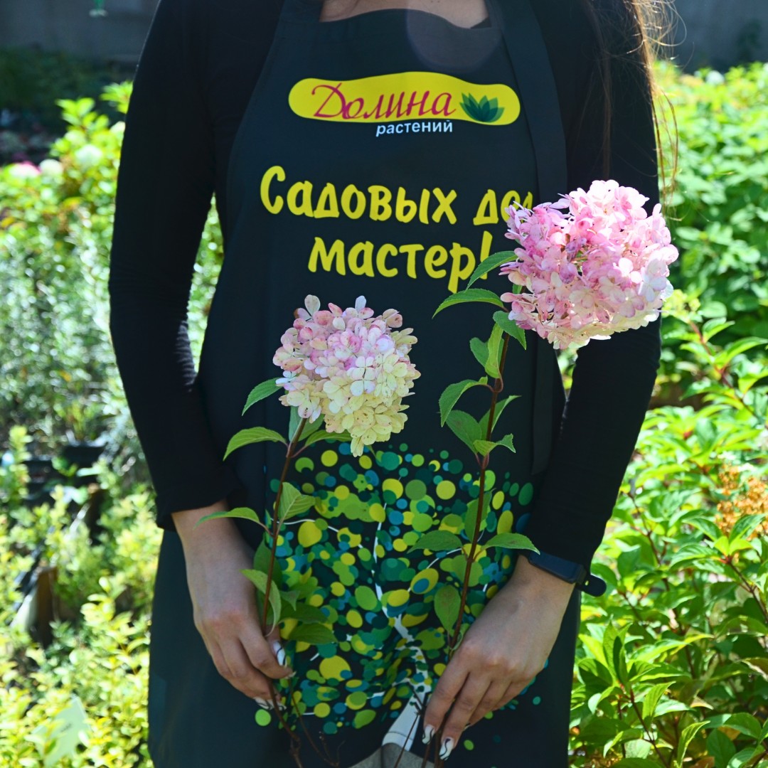 Гортензия метельчатая Ванилла Фрейз фото