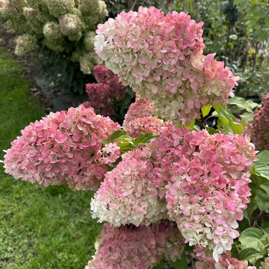 Гортензия метельчатая Краса Лесково, С3 - Dolina-Sad.Ru