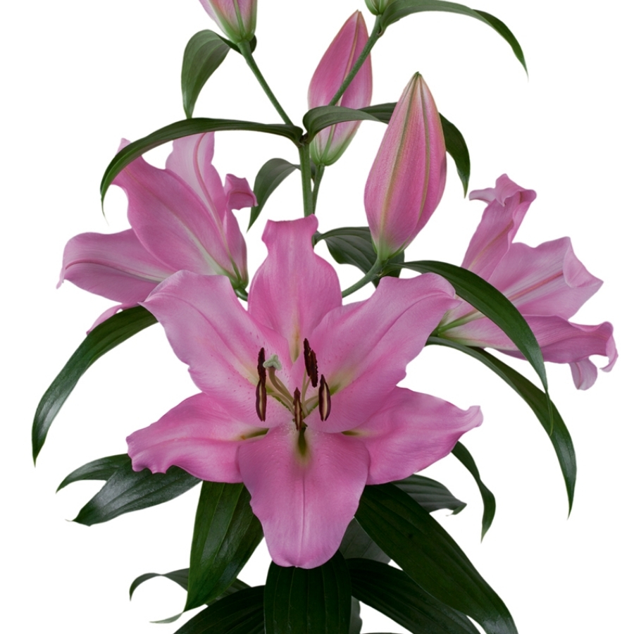 Лилия Белламонте Лилия Белламонте - Dolina-Sad.Ru