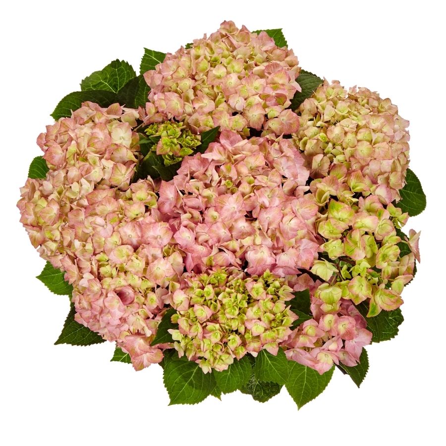Гортензия крупнолистная Свит Липс, С2 - Dolina-Sad.Ru