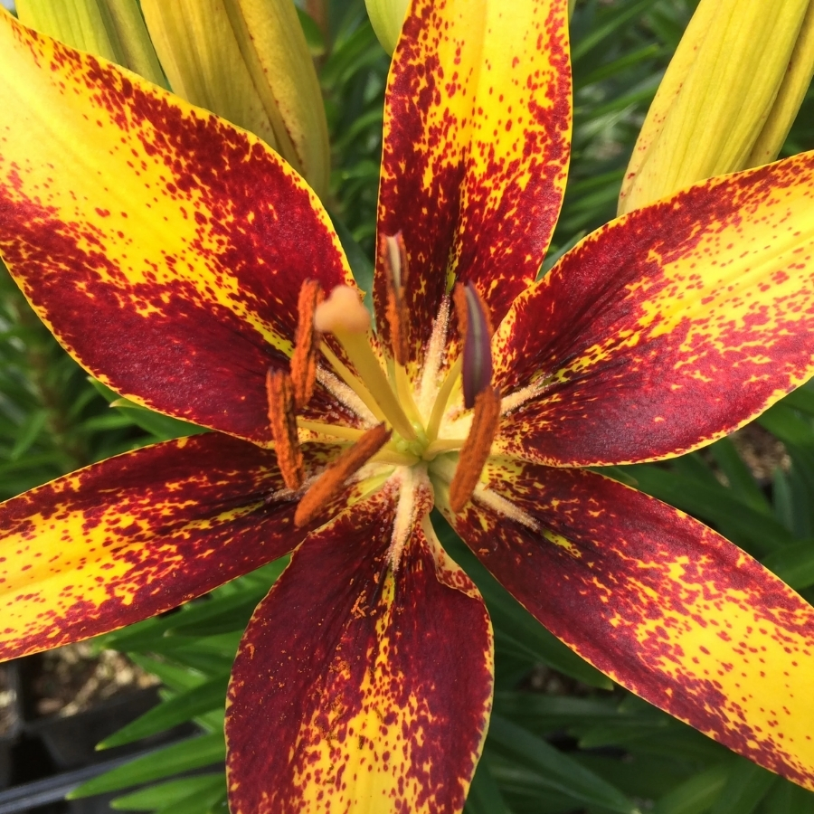 Лилия Сенсейшн Тини Лилия Сенсейшн Тини - Dolina-Sad.Ru