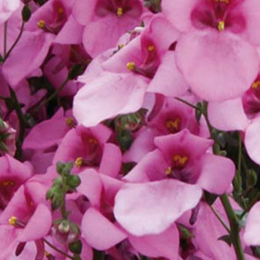 Диасция Дивара Пинск - Dolina-Sad.Ru