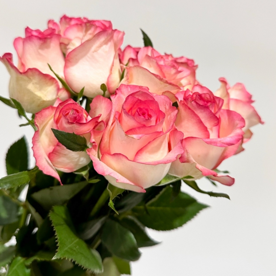 Роза Джумилия в горшке Роза Джумилия в горшке - Dolina-Sad.Ru