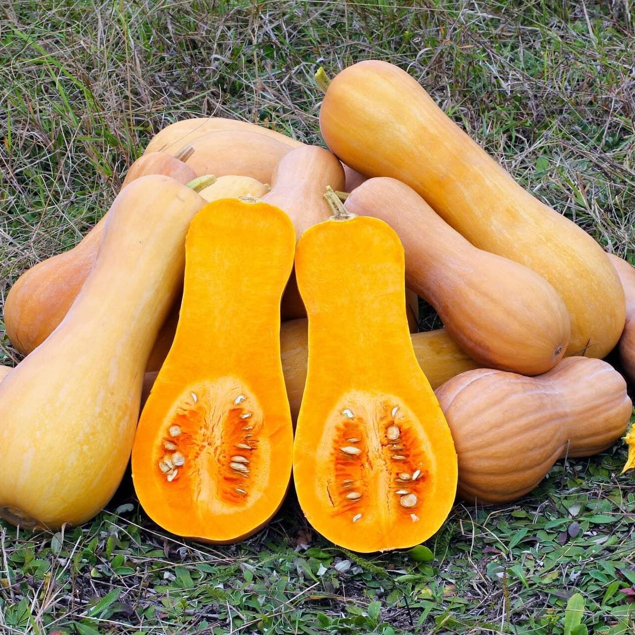 Тыква Мускатная Жемчужина фото
