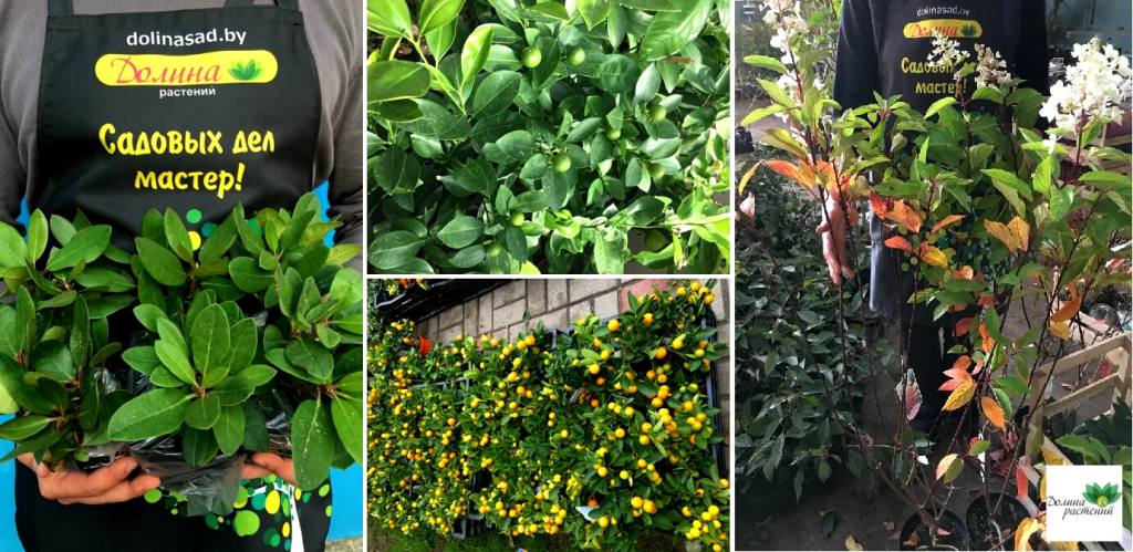 Цитрусовые растения из Италии купить с доставкой почтой по России Цитрусовые растения из Италии купить с доставкой почтой по России