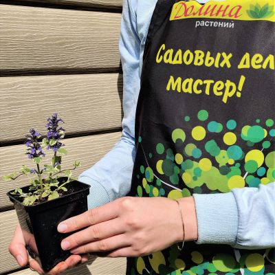 Живучка ползучая "Вариегата" Живучка ползучая "Вариегата" фото