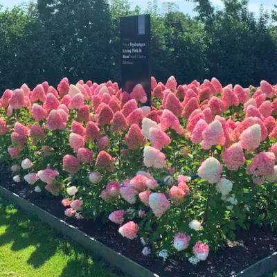 Гортензия метельчатая Пинк энд Роуз, С7,5 - Dolina-Sad.Ru