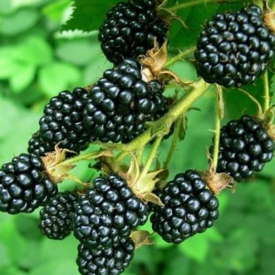 Ежевика Арапахо Ежевика Арапахо фото