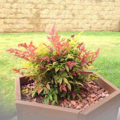 Нандина гибридная Обсессед - Dolina-Sad.Ru