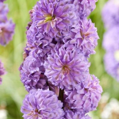 Дельфиниум Пурпл Сюрприз Дельфиниум Пурпл Сюрприз - Dolina-Sad.Ru