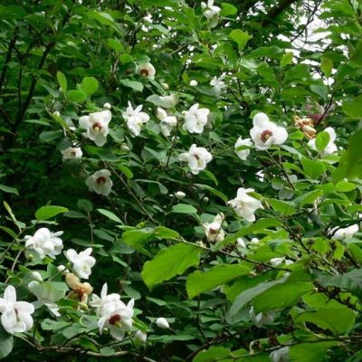 Магнолия Зибольда фото