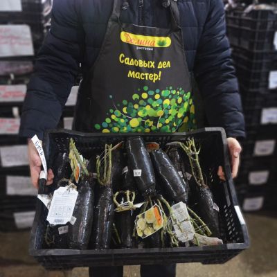 Роза Комтесса фото