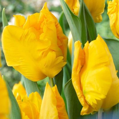 Тюльпан Йокко Пэррот Тюльпан Йокко Пэррот фото