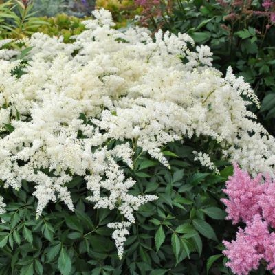 Астильба Файерворкс Уайт Астильба Файерворкс Уайт - Dolina-Sad.Ru