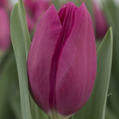 Тюльпан Панама - Dolina-Sad.Ru