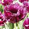 Тюльпан Горилла Тюльпан Горилла фото