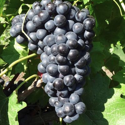 Виноград Черный изумруд Виноград Черный изумруд - Dolina-Sad.Ru
