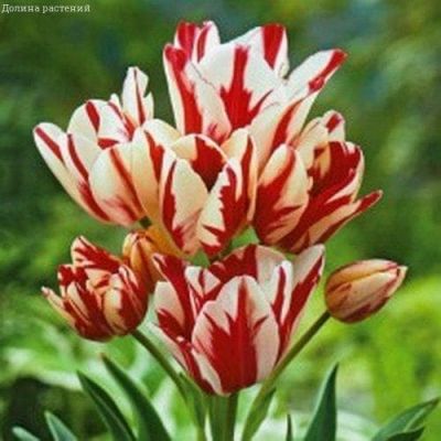 Тюльпан Флеминг Клаб фото