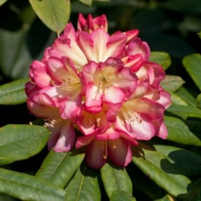 Рододендрон Роберт де Белдер Рододендрон Роберт де Белдер фото