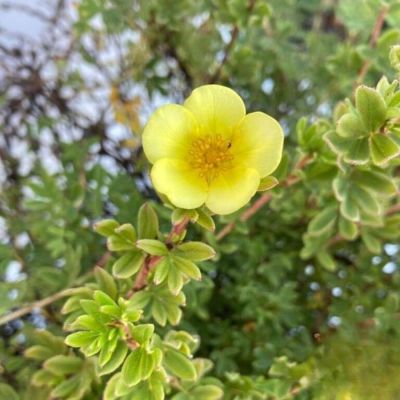 Лапчатка кустарниковая Клондайк, С3 Лапчатка кустарниковая Клондайк, С3 - Dolina-Sad.Ru