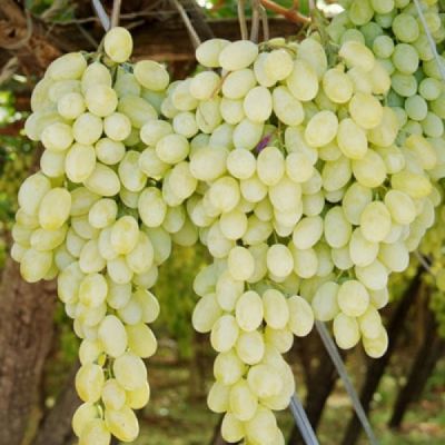 Виноград Афус Али - Dolina-Sad.Ru