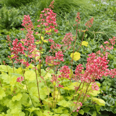 Гейхера Литтл Кьюти Свит Тарт , С1,5 Гейхера Литтл Кьюти Свит Тарт , С1,5 фото