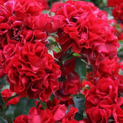 Роза Ротер Корсар Роза Ротер Корсар - Dolina-Sad.Ru