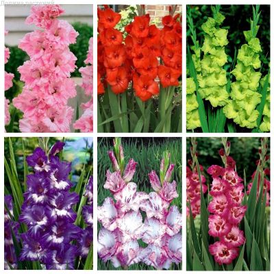 Великолепие Соцветий Великолепие Соцветий фото