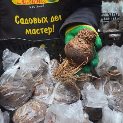 Амариллис Антарктика Амариллис Антарктика фото