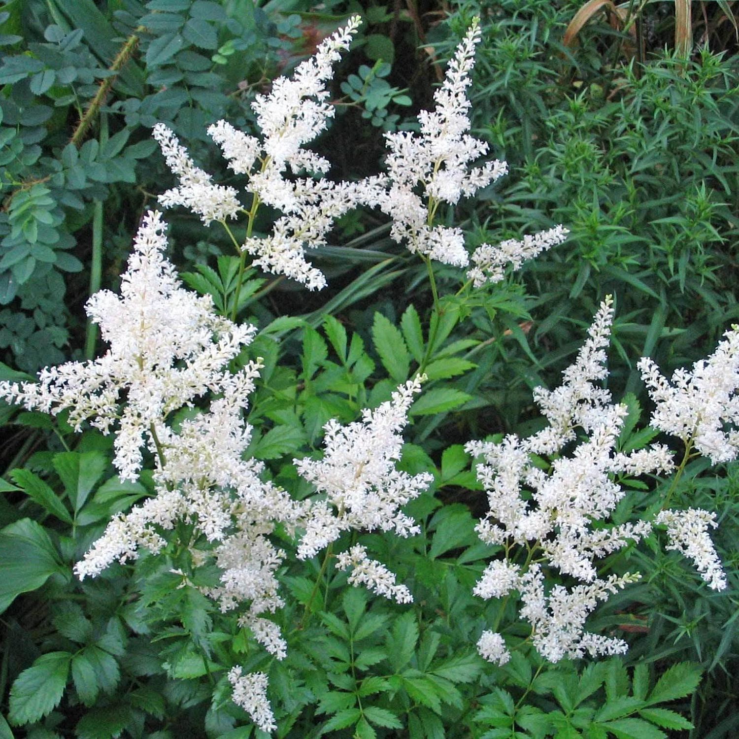 Астильба Файерворкс Уайт Астильба Файерворкс Уайт - Dolina-Sad.Ru