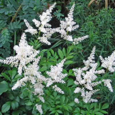 Астильба Файерворкс Уайт Астильба Файерворкс Уайт - Dolina-Sad.Ru