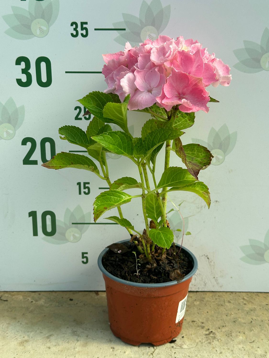 Гортензия крупнолистная Пинк Сенсейшн - Dolina-Sad.Ru