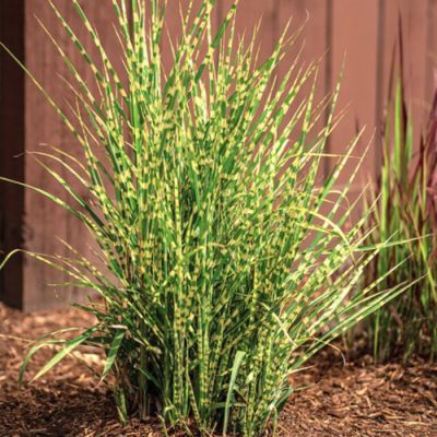 Мискантус китайский Стриктус Дварф Мискантус китайский Стриктус Дварф - Dolina-Sad.Ru