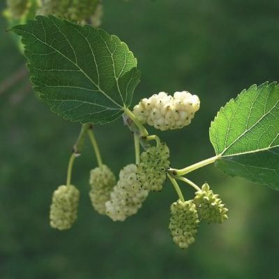 Шелковица белая Шин-Тсо Шелковица белая Шин-Тсо - Dolina-Sad.Ru