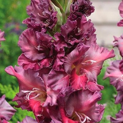 Гладиолус Ростов - Dolina-Sad.Ru