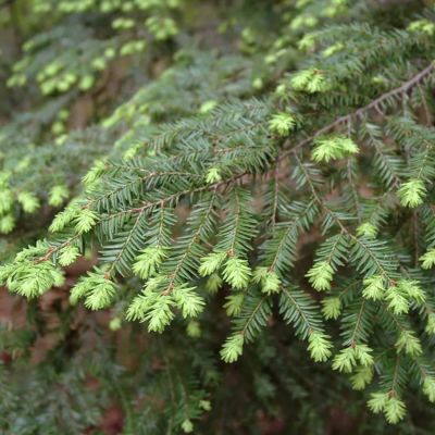 Тсуга канадская Тсуга канадская - Dolina-Sad.Ru