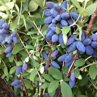 Жимолость Колин Жимолость Колин - Dolina-Sad.Ru