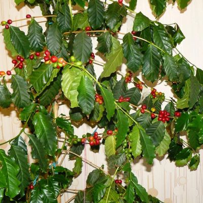 Кофе Арабика Кофе Арабика фото