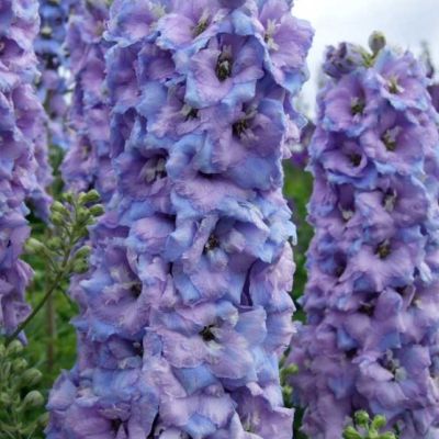 Дельфиниум Супермахровый Новозеландский лиловый Дельфиниум Супермахровый Новозеландский лиловый фото